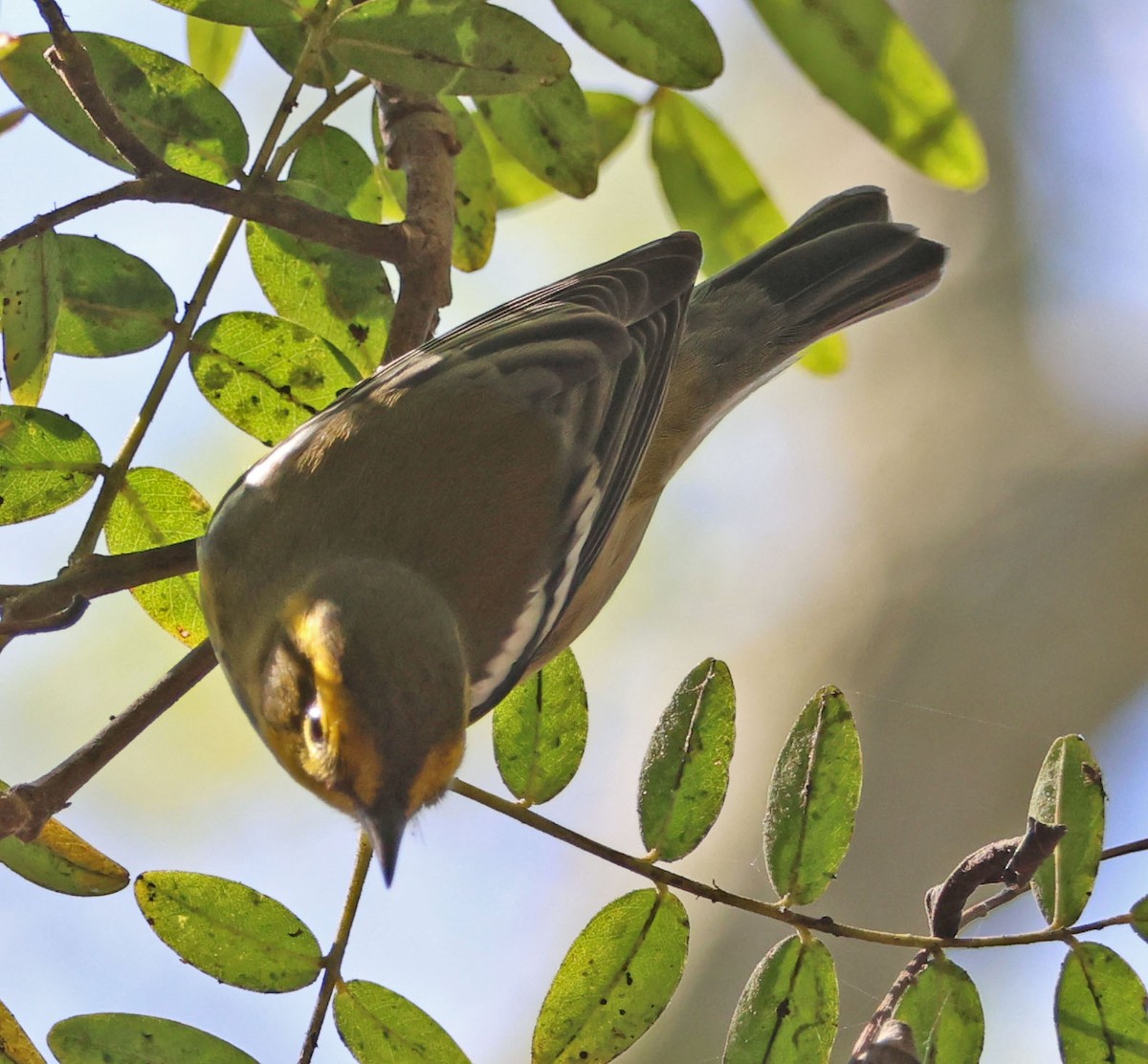 Townsend's Warbler - ML642686882