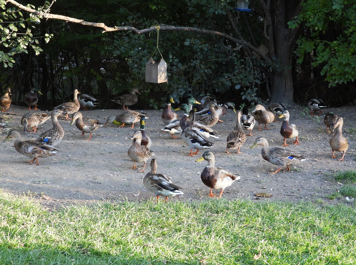 Mallard - ML642686883