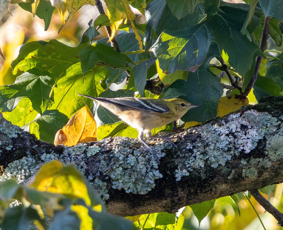 Bay-breasted Warbler - ML642686884