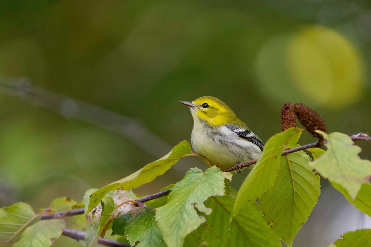 Black-throated Green Warbler - ML642686888
