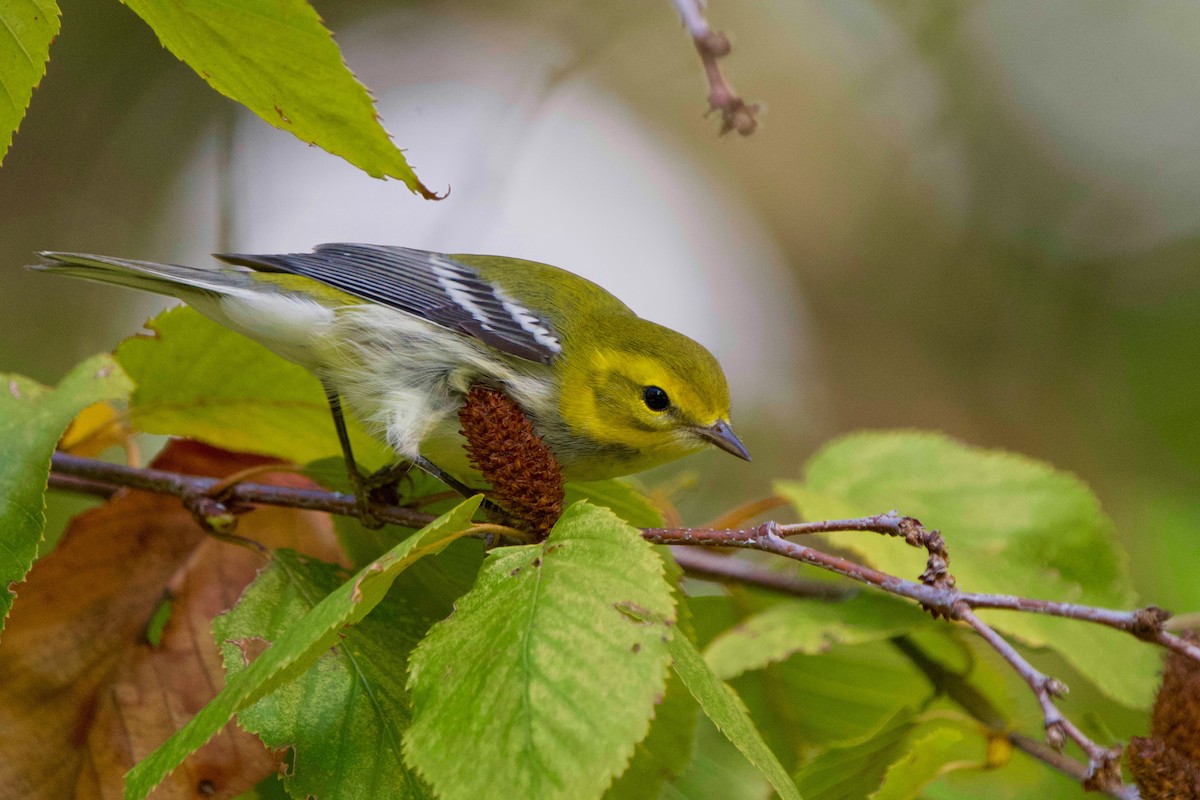Black-throated Green Warbler - ML642686895
