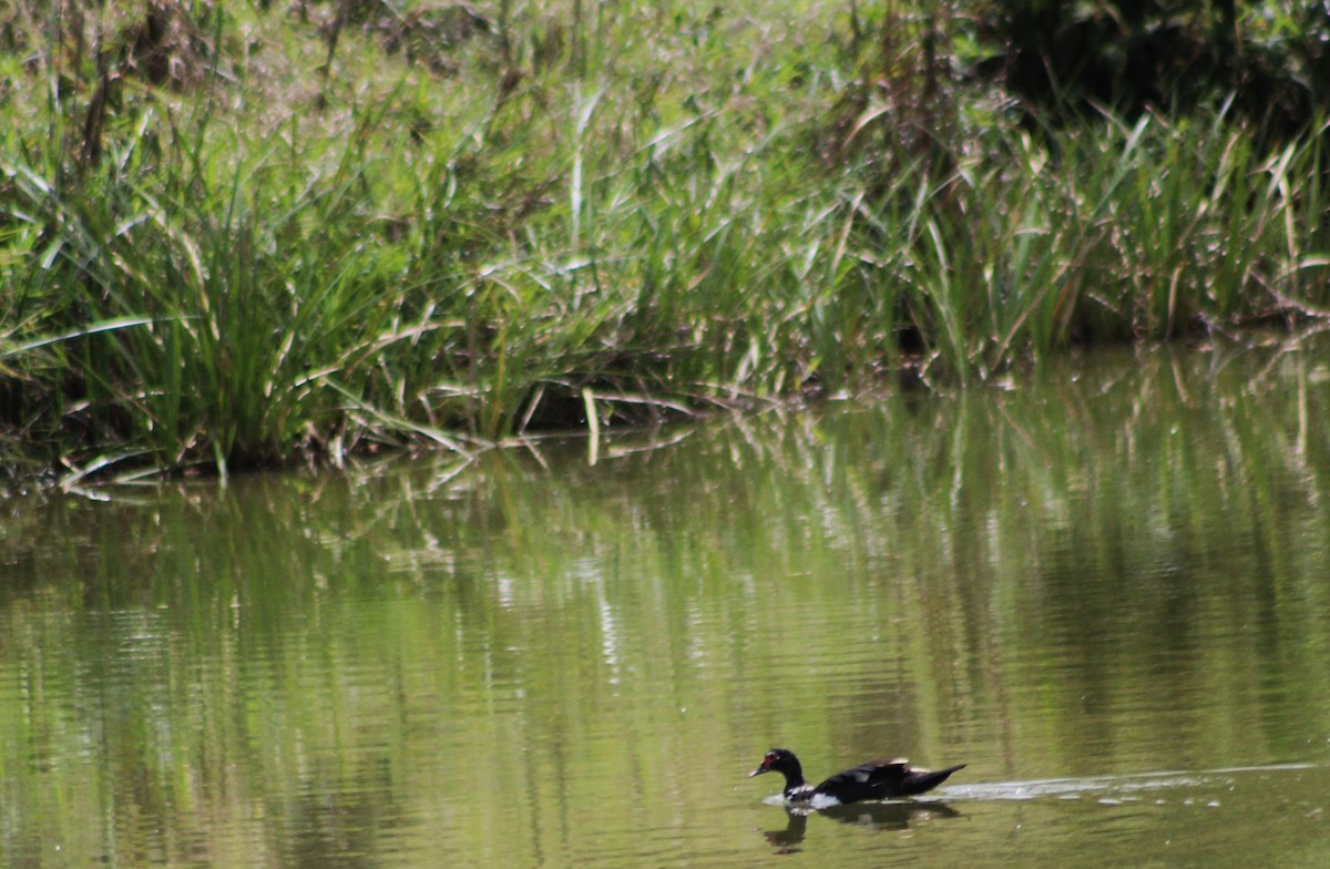 Muscovy Duck - ML642686896