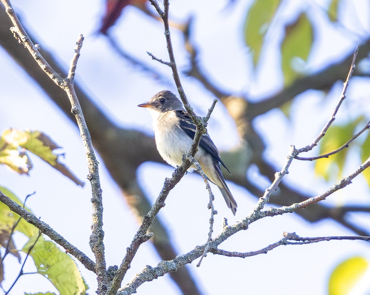 Eastern Wood-Pewee - ML642686898