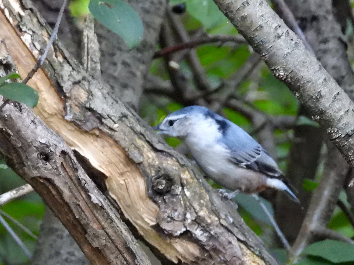 White-breasted Nuthatch - ML642686899