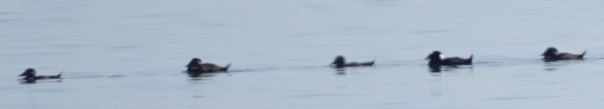 Surf Scoter - ML642686911