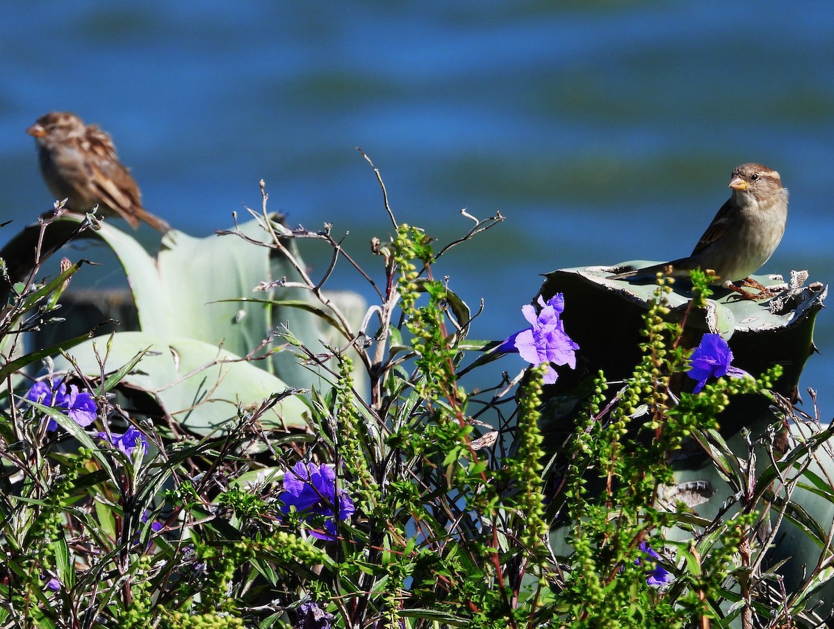 House Sparrow - ML642686912