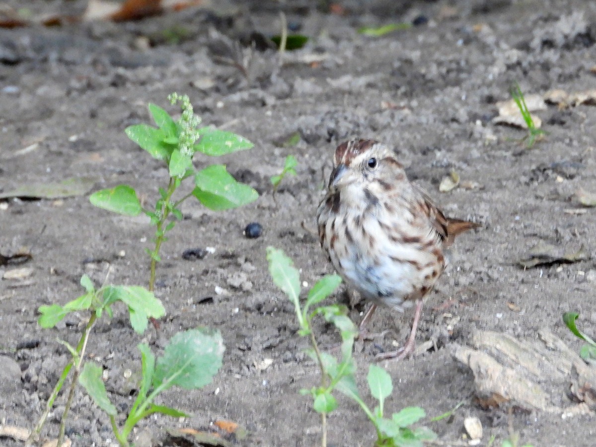 Song Sparrow - ML642686914
