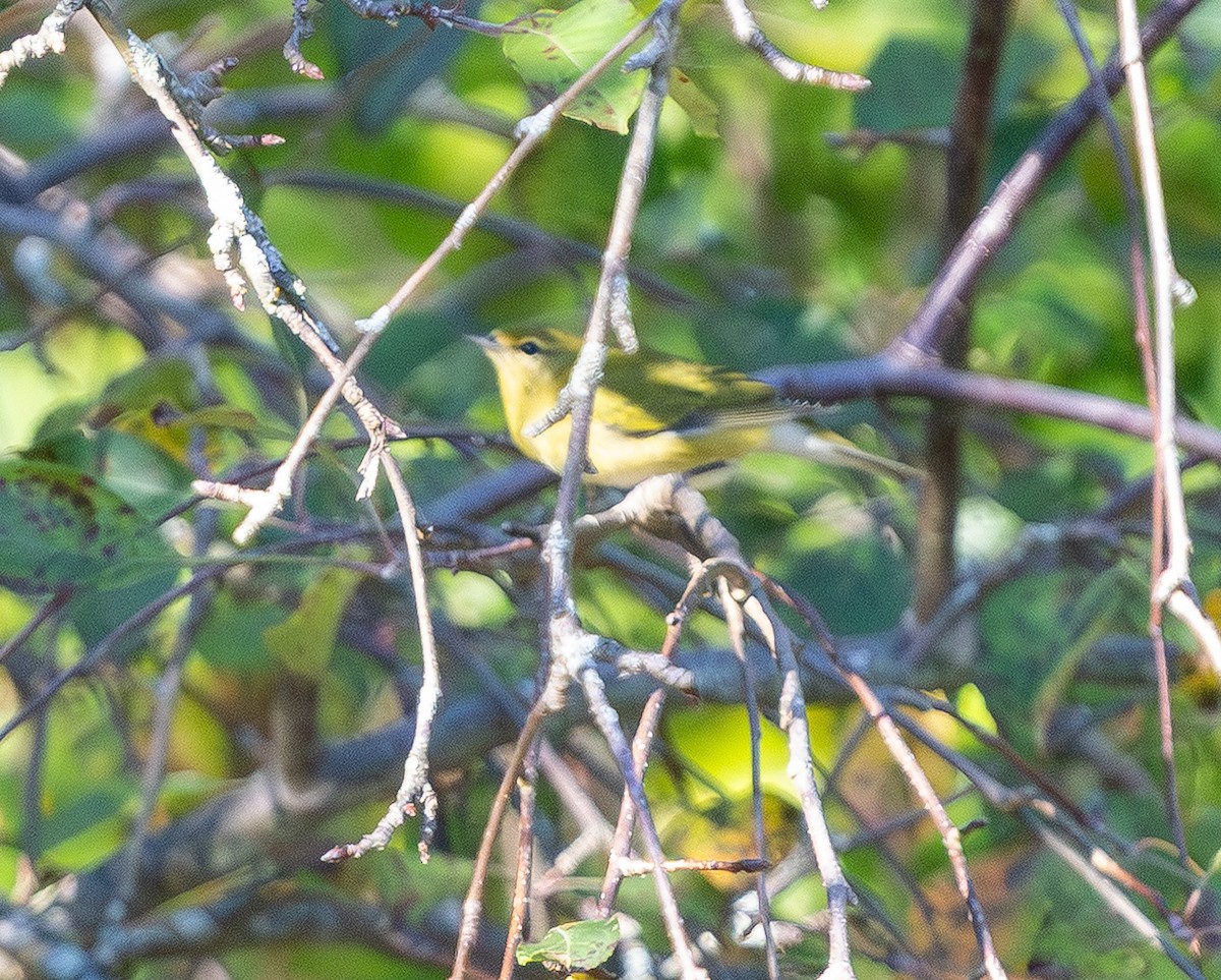 Tennessee Warbler - ML642686917