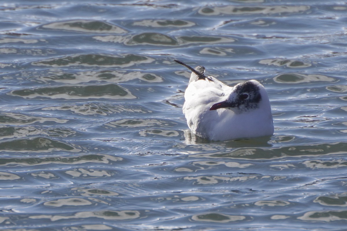 Andean Gull - ML642686918