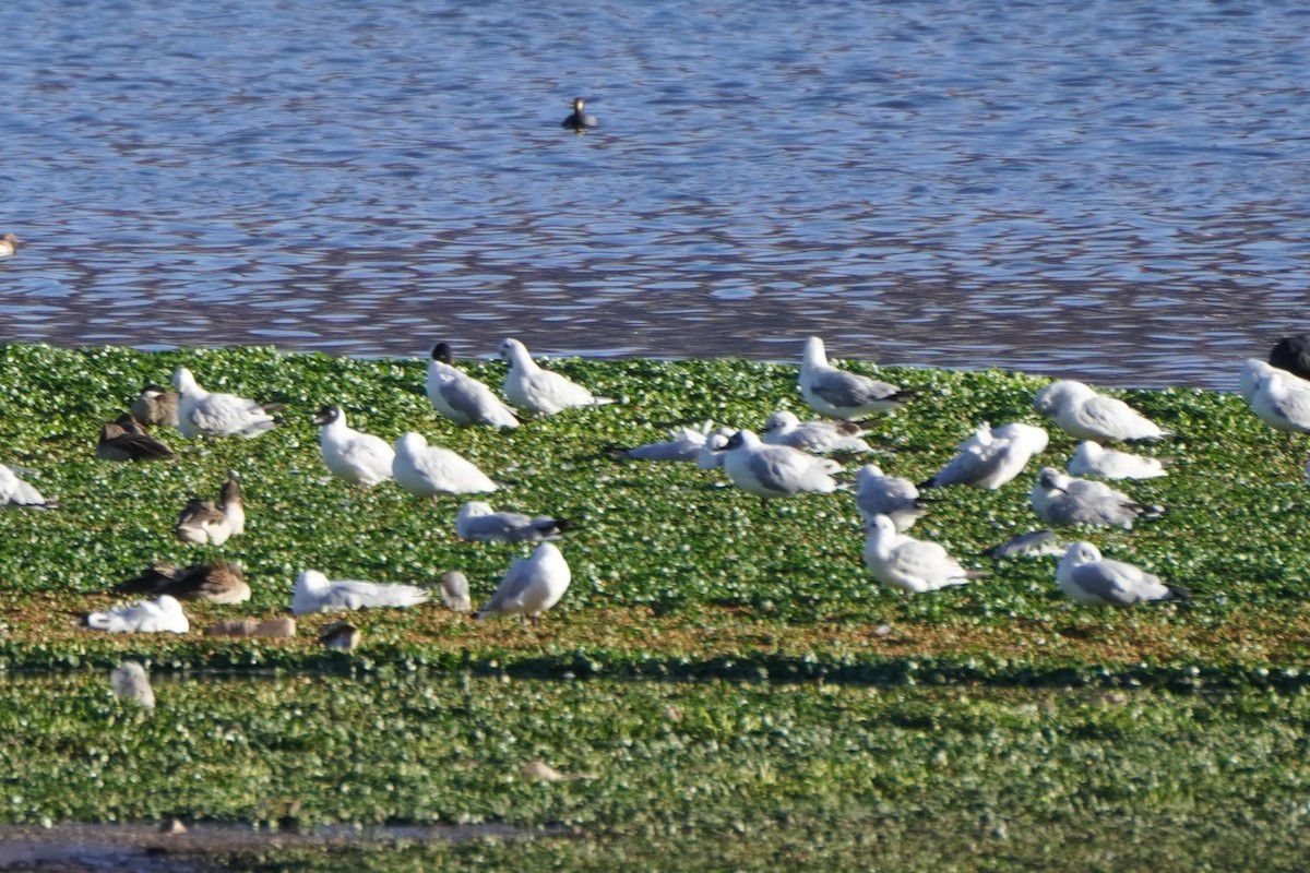 Andean Gull - ML642686919