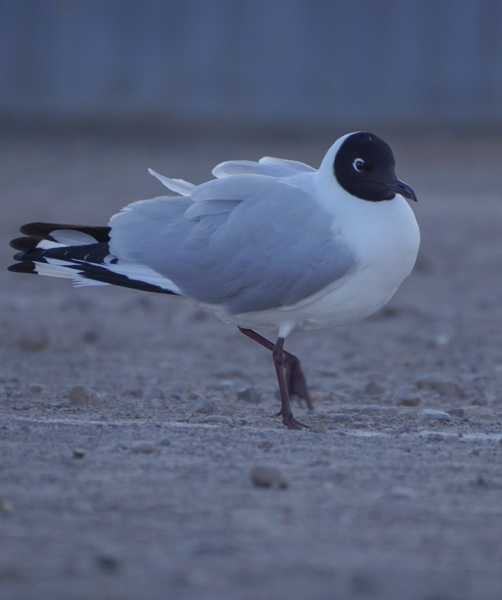 Andean Gull - ML642686920