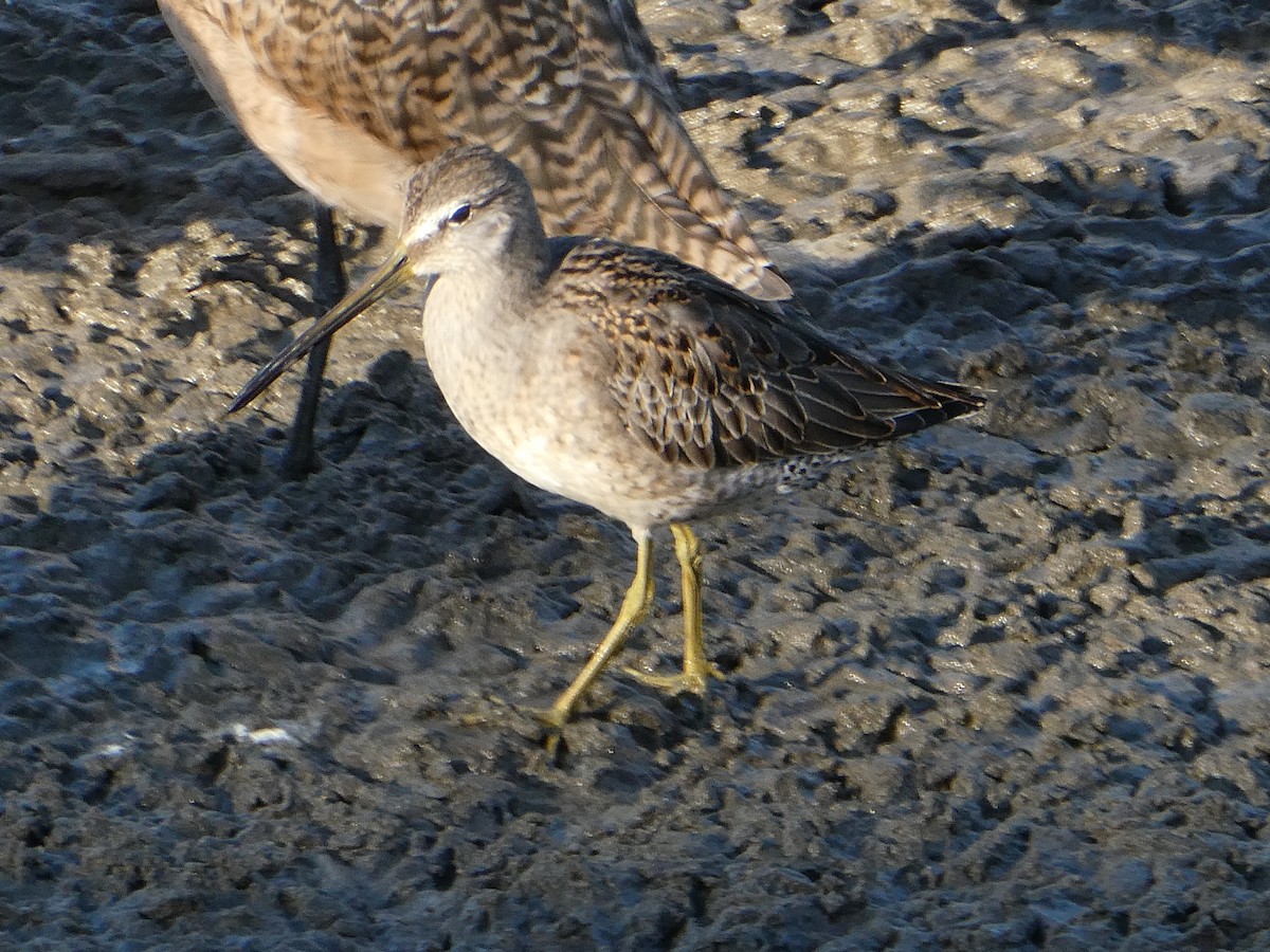 Long-billed Dowitcher - ML642686921
