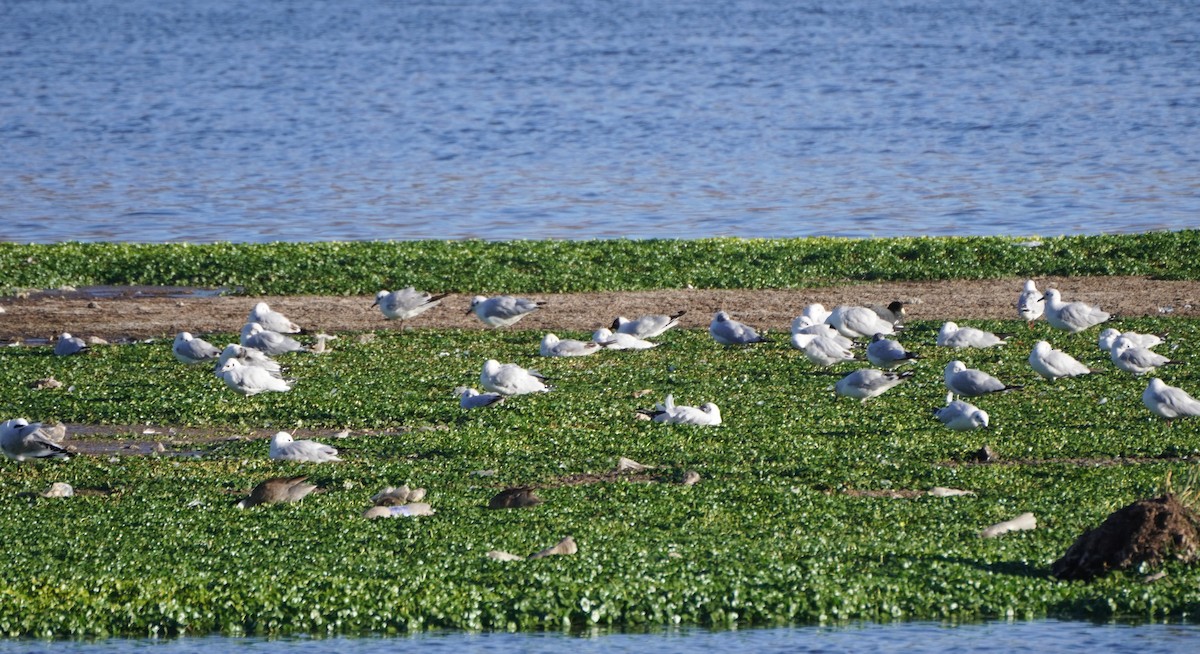 Andean Gull - ML642686922