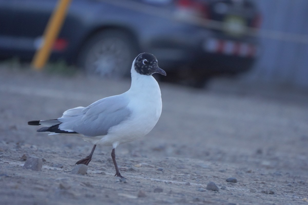 Andean Gull - ML642686923