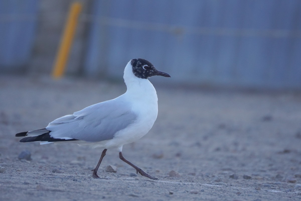 Andean Gull - ML642686924