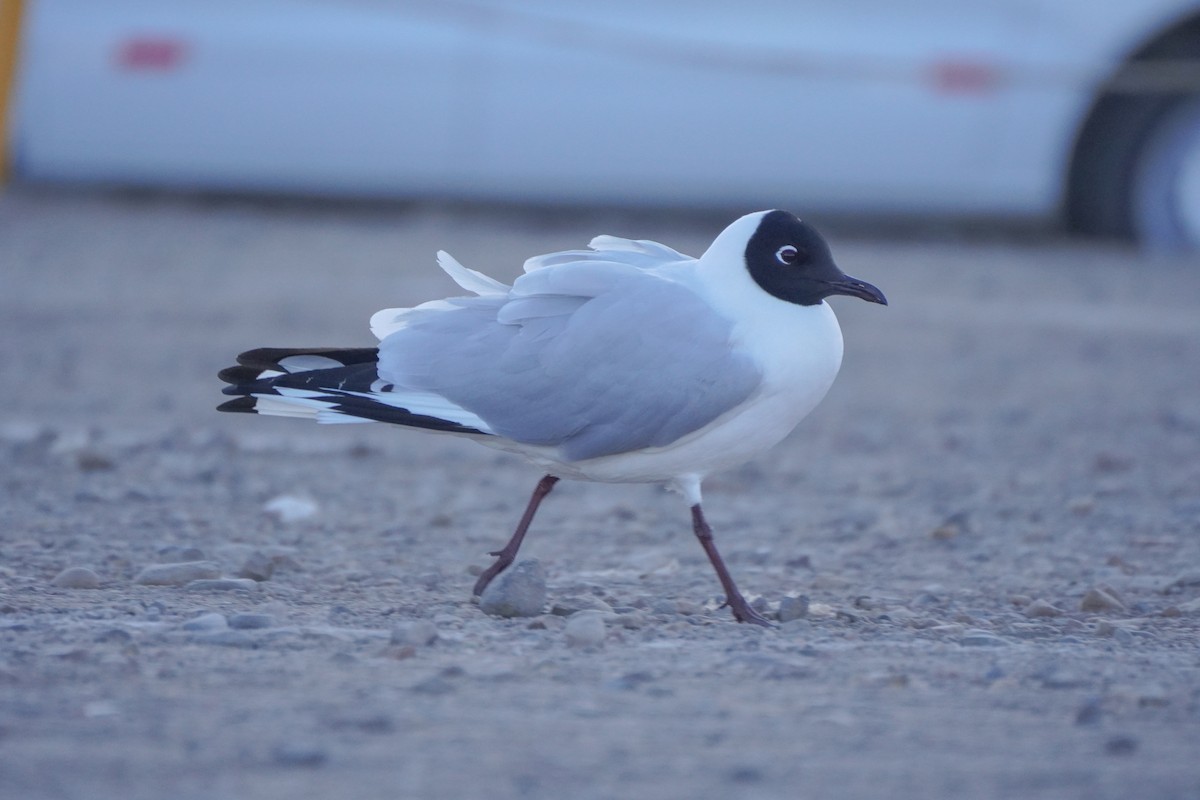 Andean Gull - ML642686925