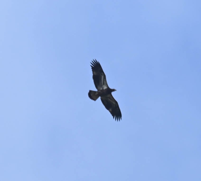 Bald Eagle - ML642686926