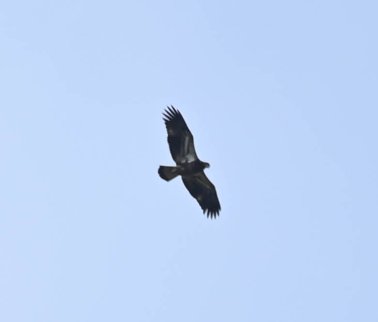 Bald Eagle - ML642686927