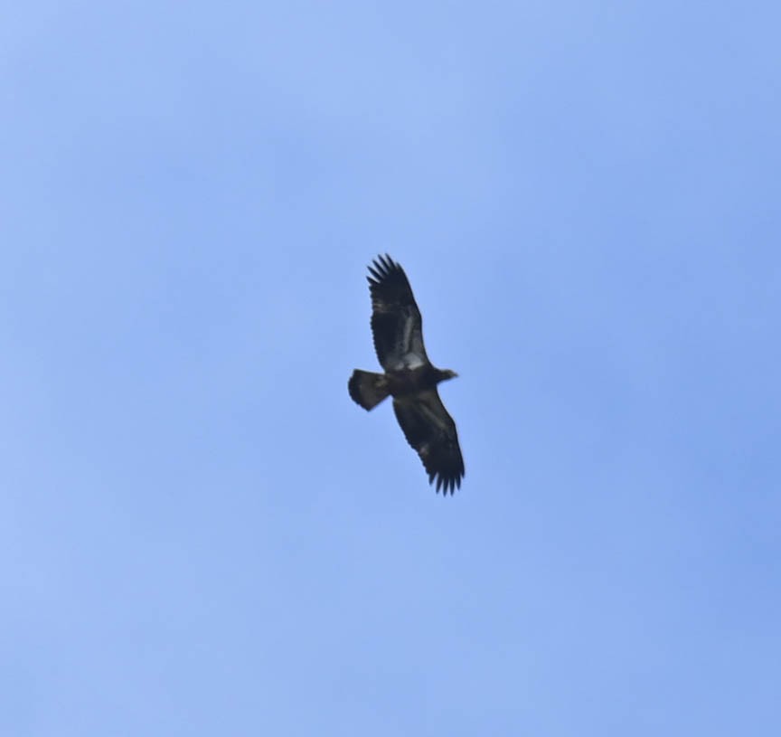 Bald Eagle - ML642686928