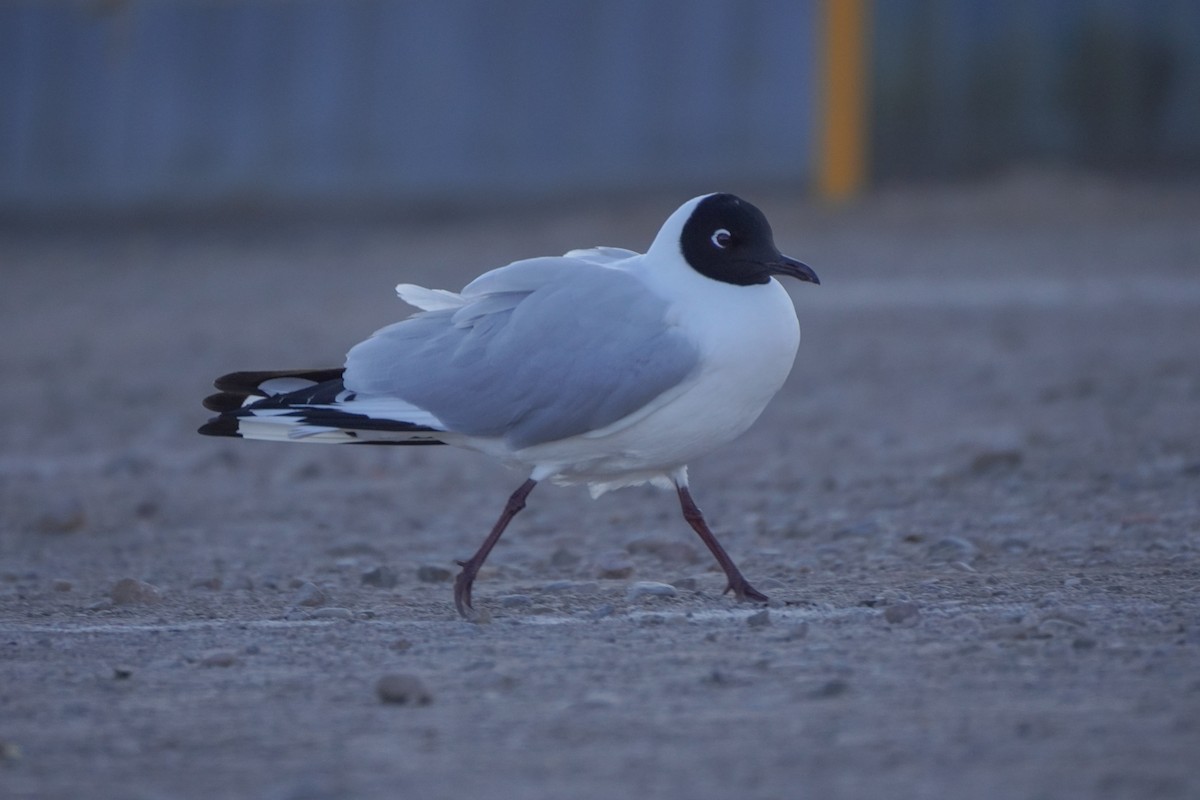 Andean Gull - ML642686930