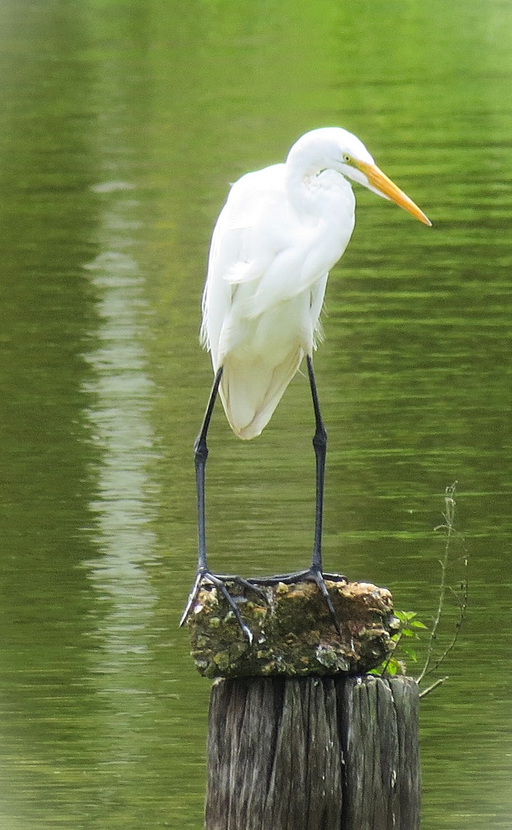 Great Egret - ML642686931