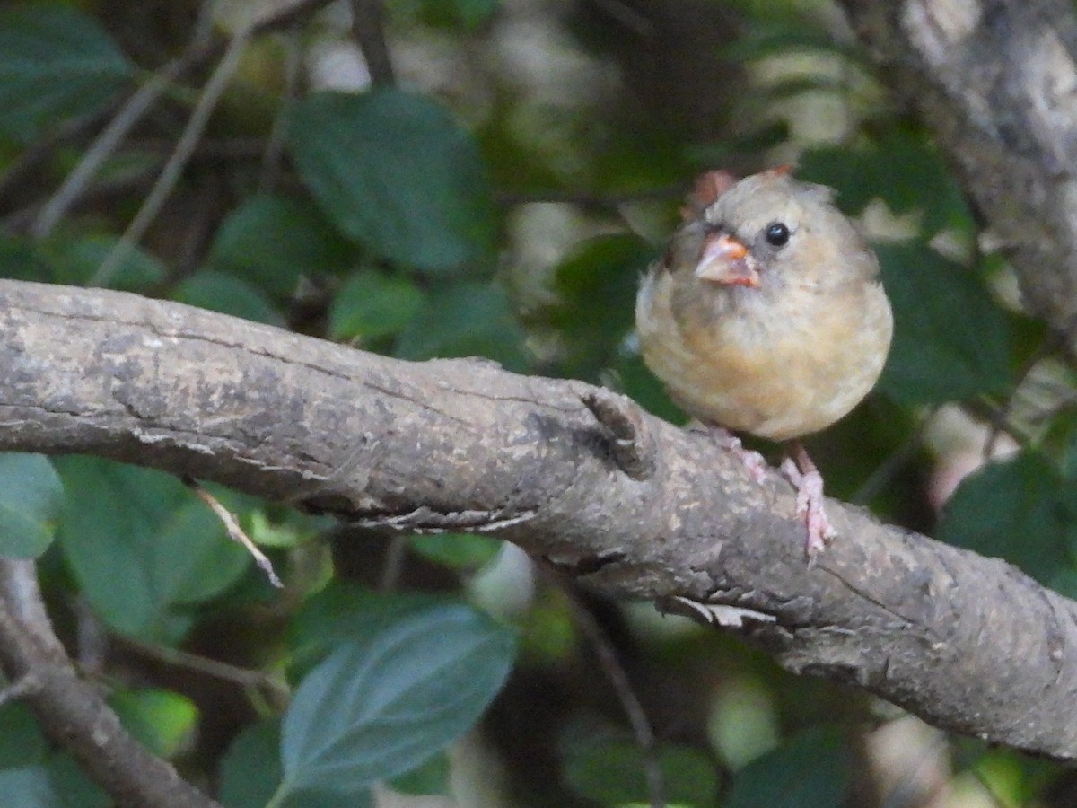 Northern Cardinal - ML642686934