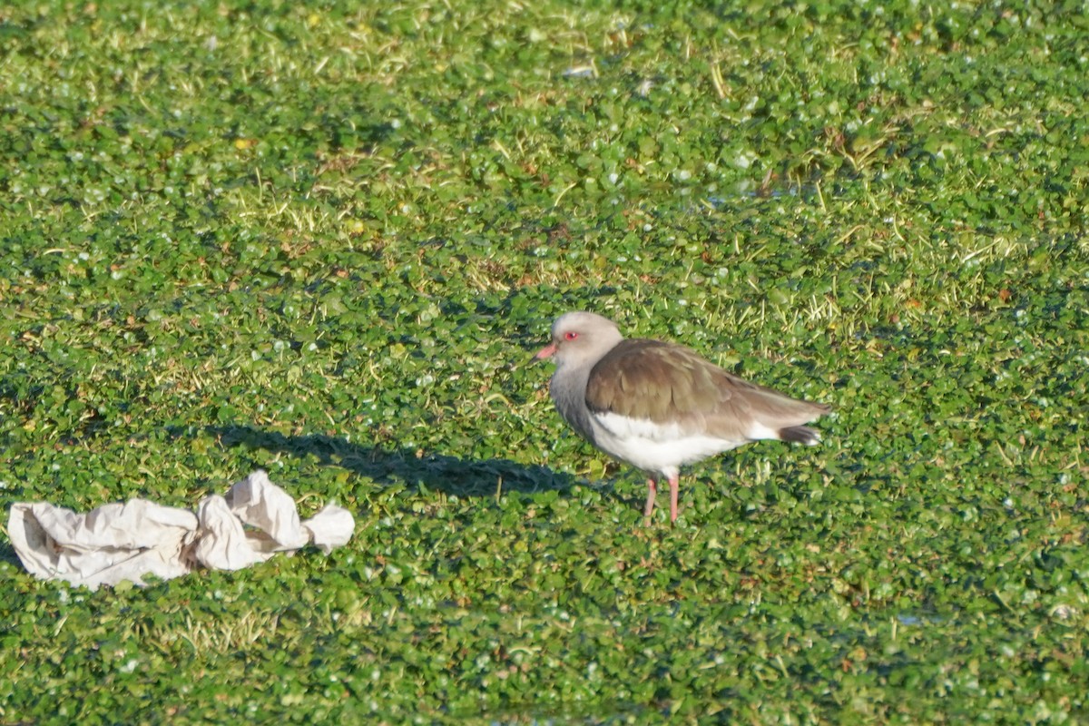 Andean Lapwing - ML642686935