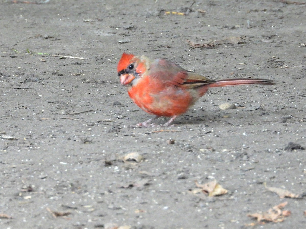 Northern Cardinal - ML642686937