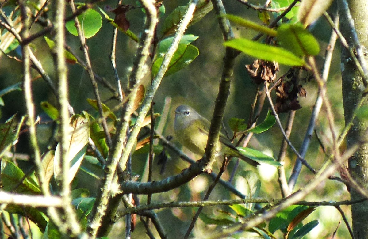 Orange-crowned Warbler (Gray-headed) - ML642686939