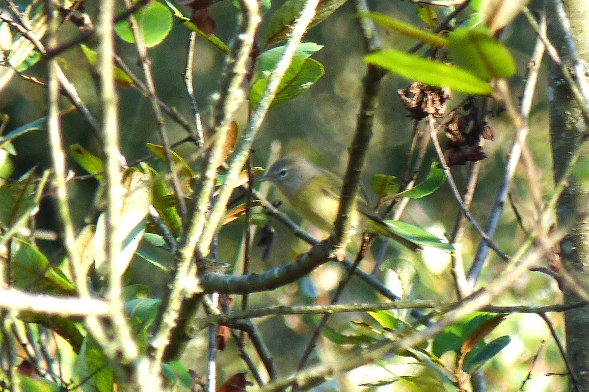 Orange-crowned Warbler (Gray-headed) - ML642686940