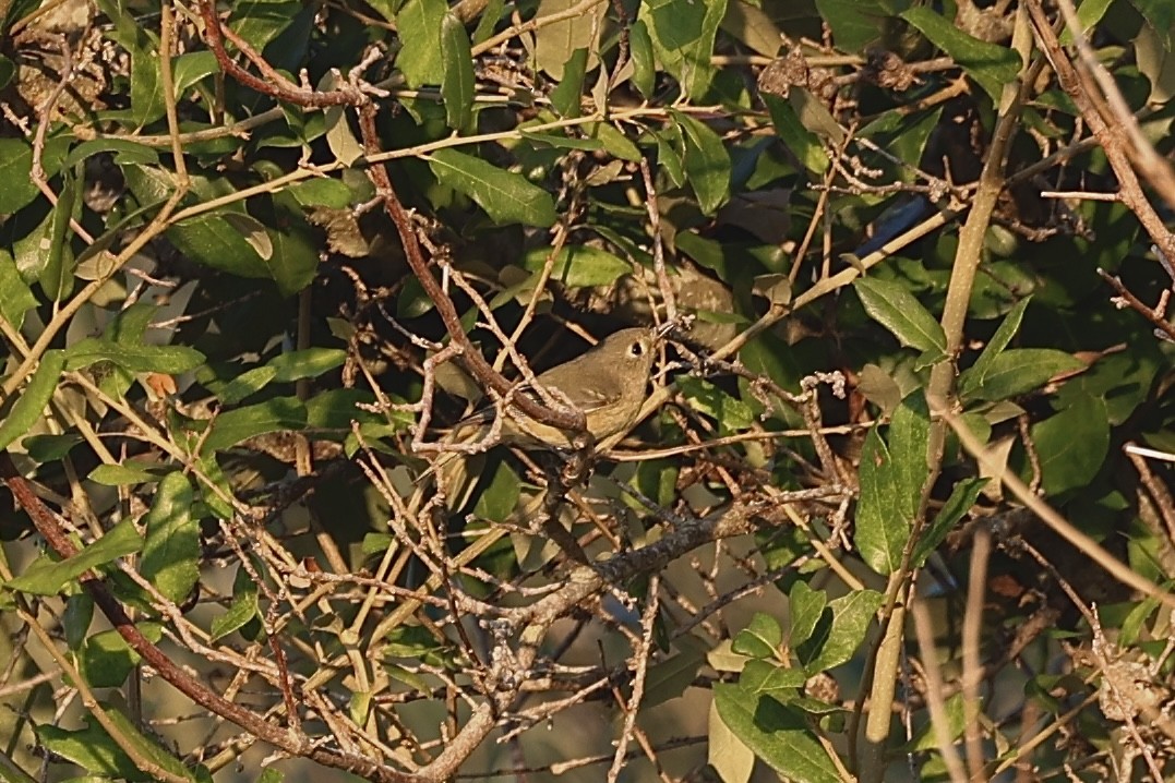 Ruby-crowned Kinglet - ML642686943