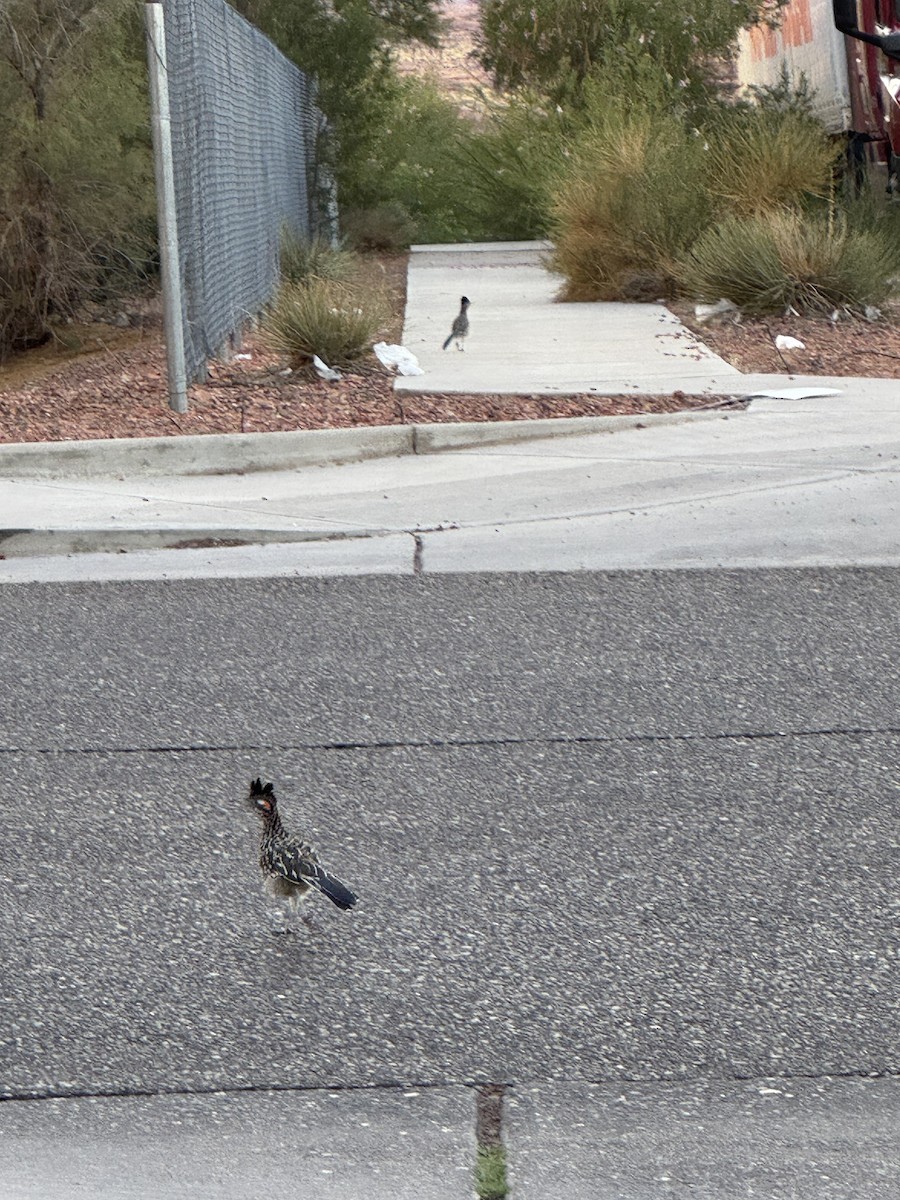 Greater Roadrunner - ML642686945