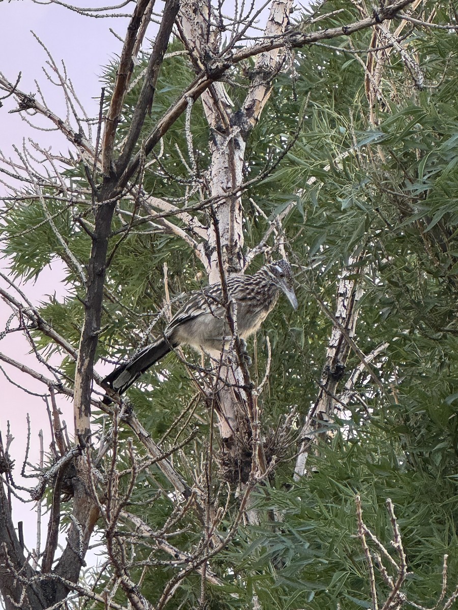 Greater Roadrunner - ML642686946