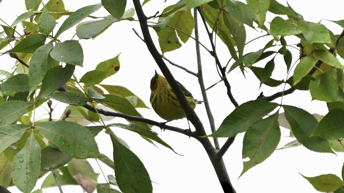 Cape May Warbler - ML642686951