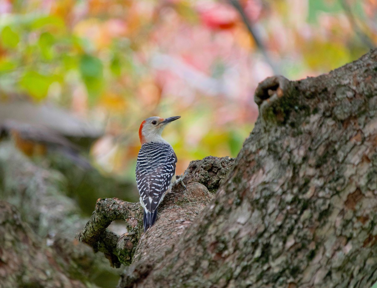 Red-bellied Woodpecker - ML642686958