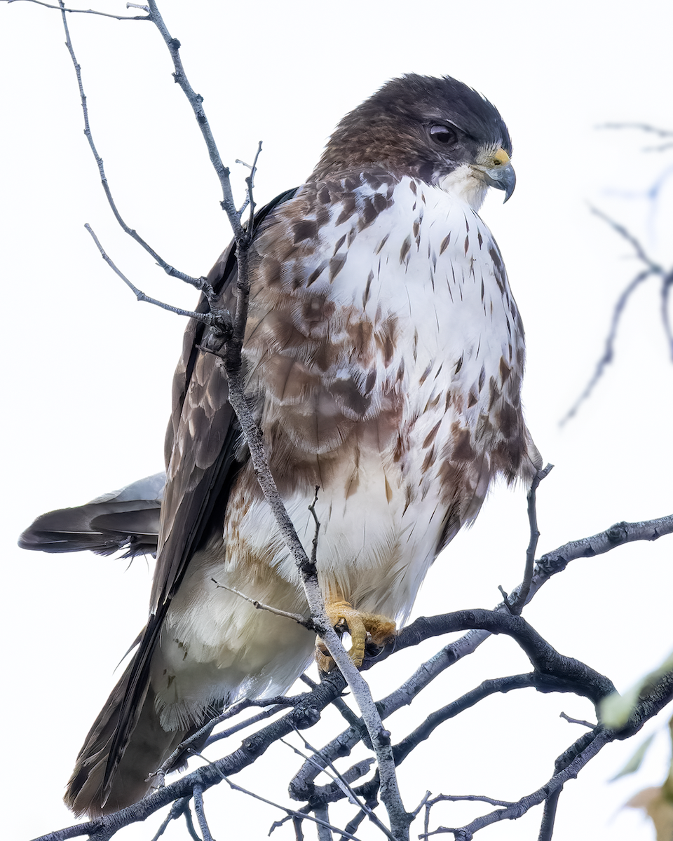 White-throated Hawk - ML642686960