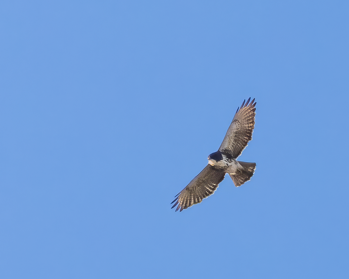 White-throated Hawk - ML642686961