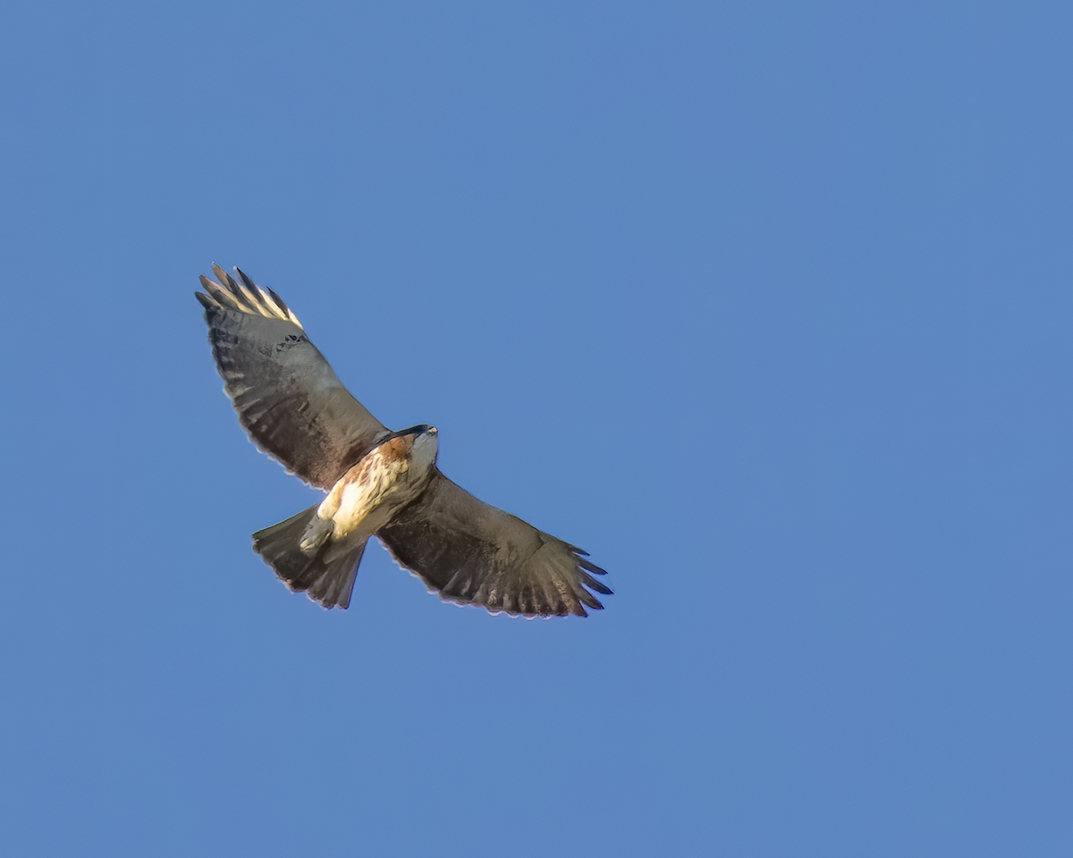 White-throated Hawk - ML642686962