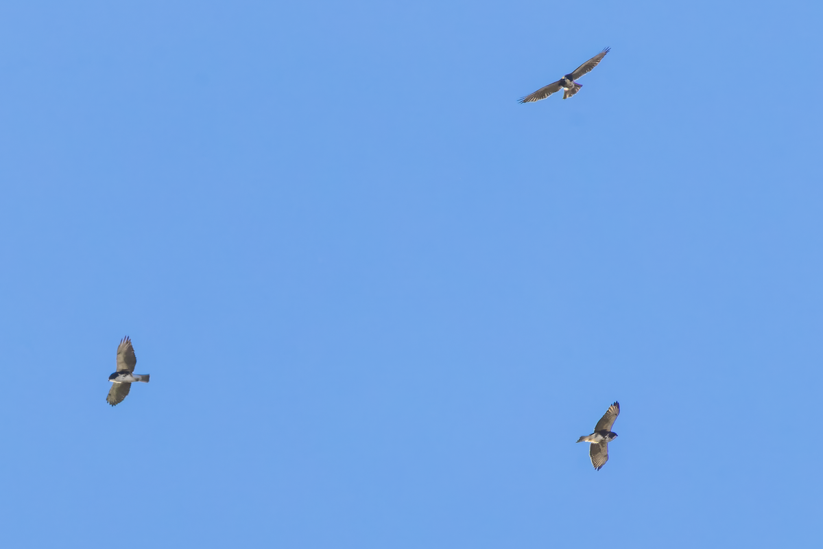 White-throated Hawk - ML642686963