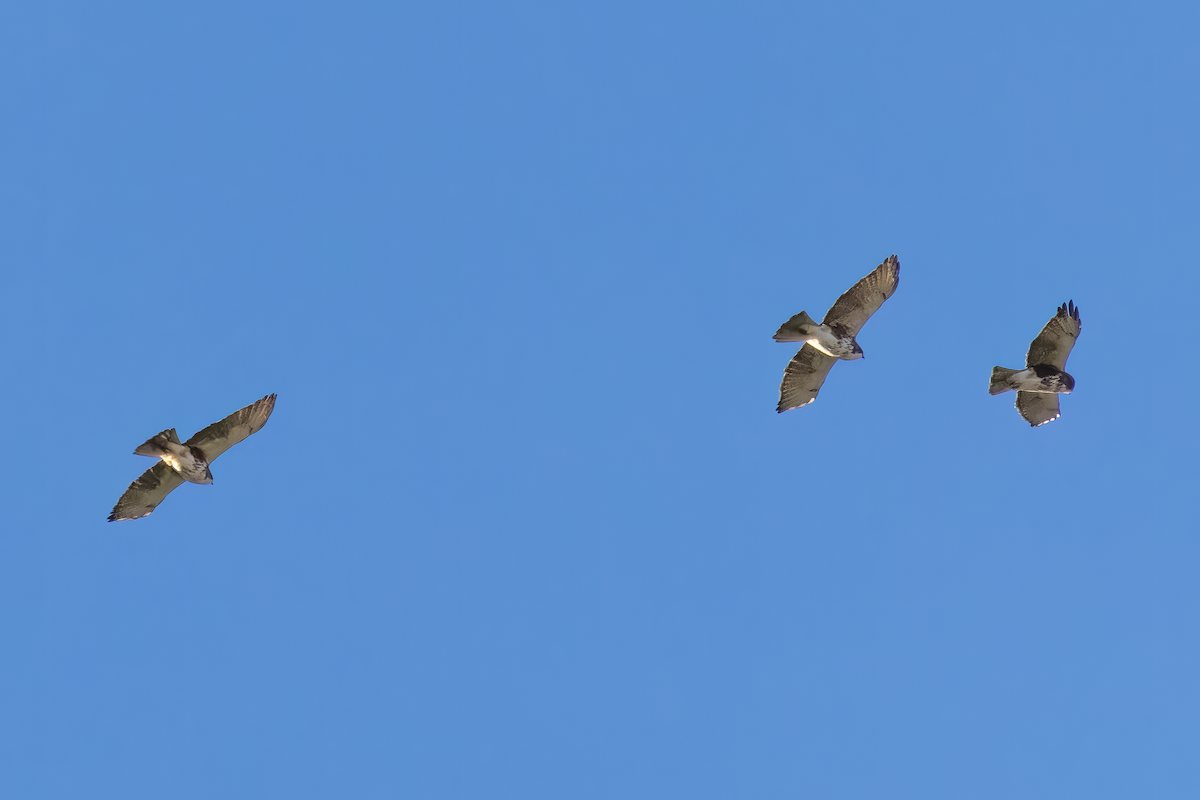 White-throated Hawk - ML642686964