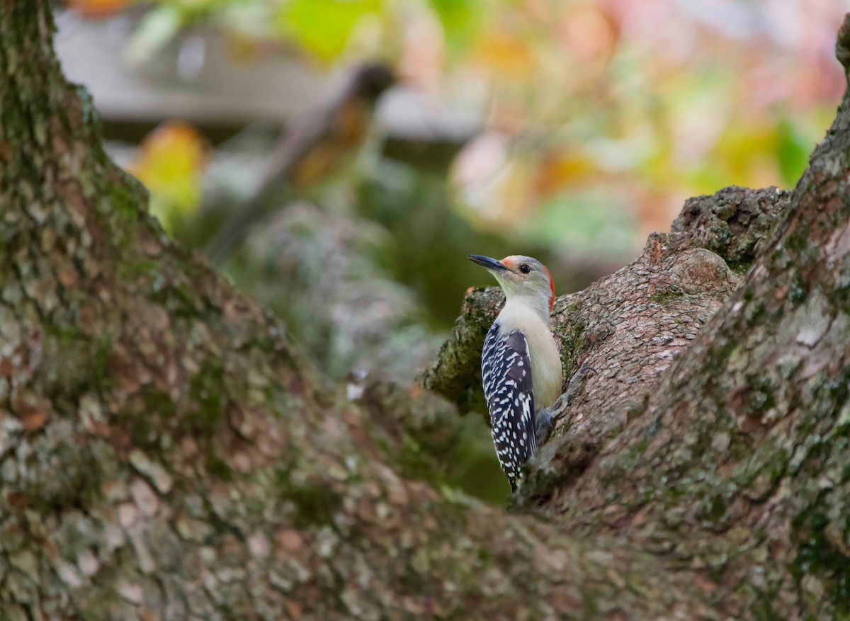 Red-bellied Woodpecker - ML642686965