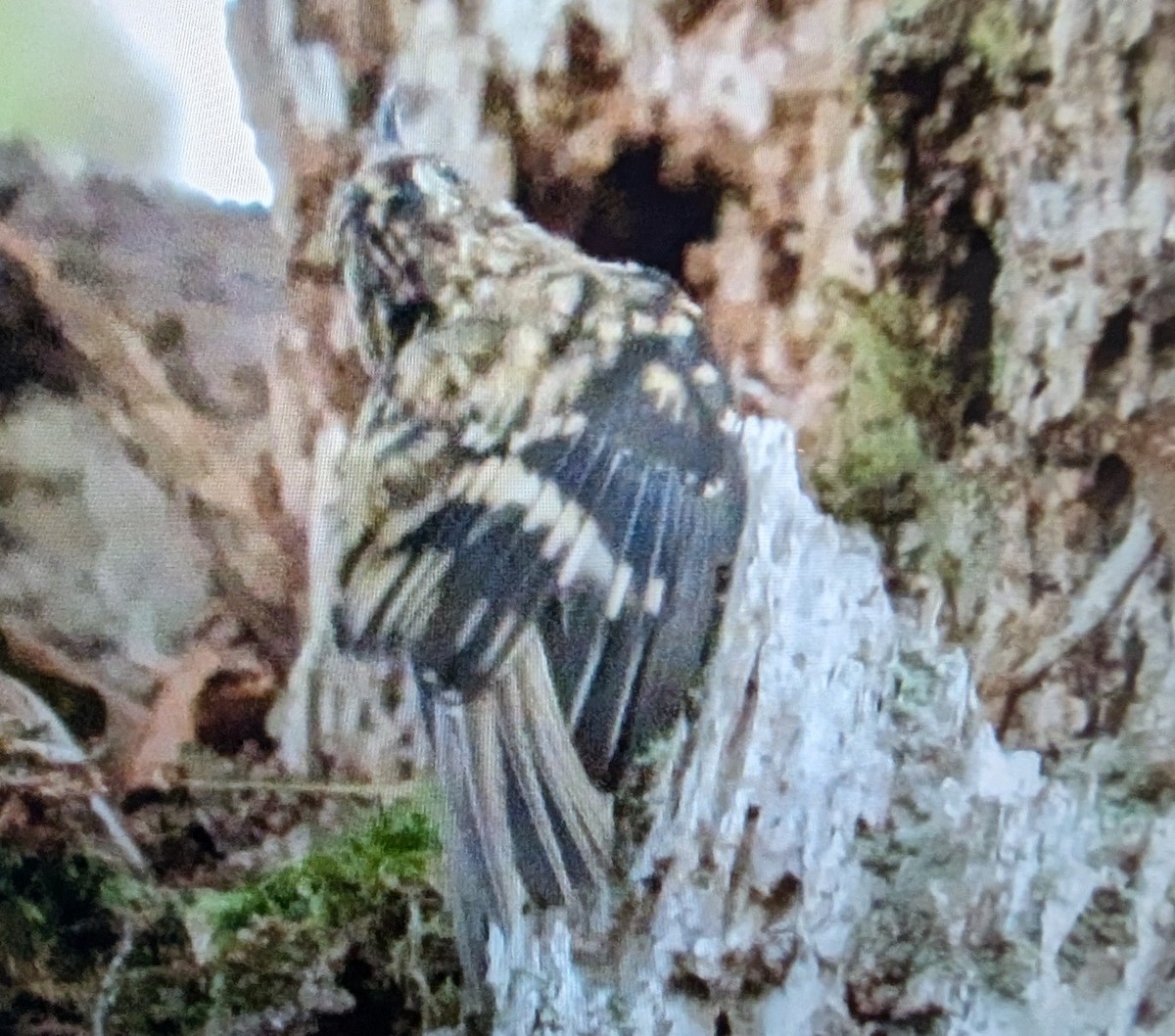 Brown Creeper - ML642686969