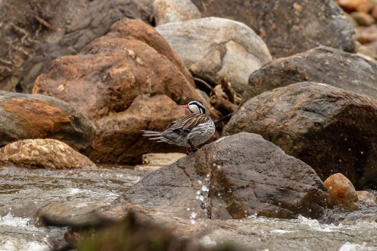Torrent Duck - ML642686979