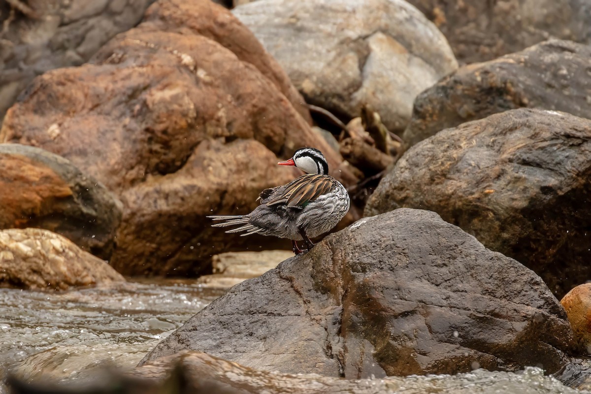 Torrent Duck - ML642686980