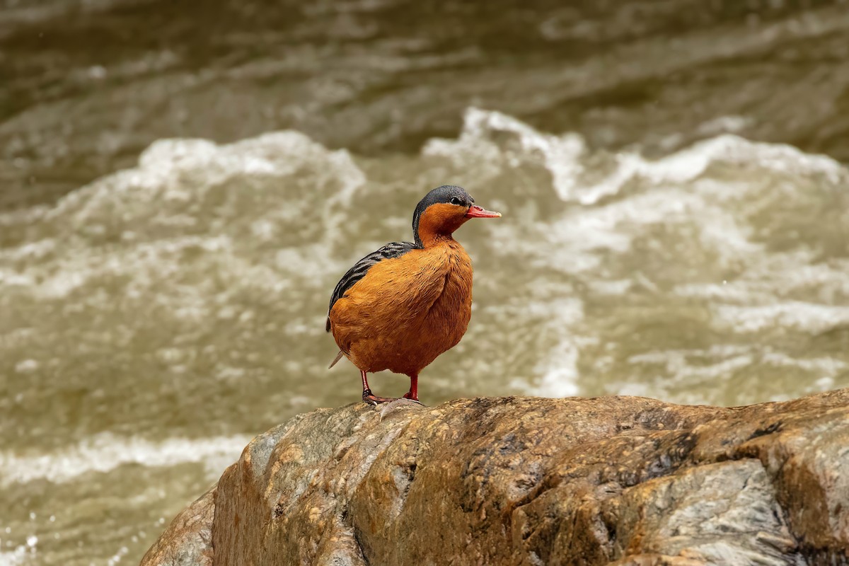 Torrent Duck - ML642686981
