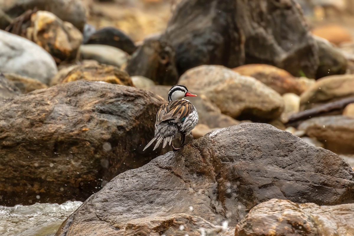 Torrent Duck - ML642686982