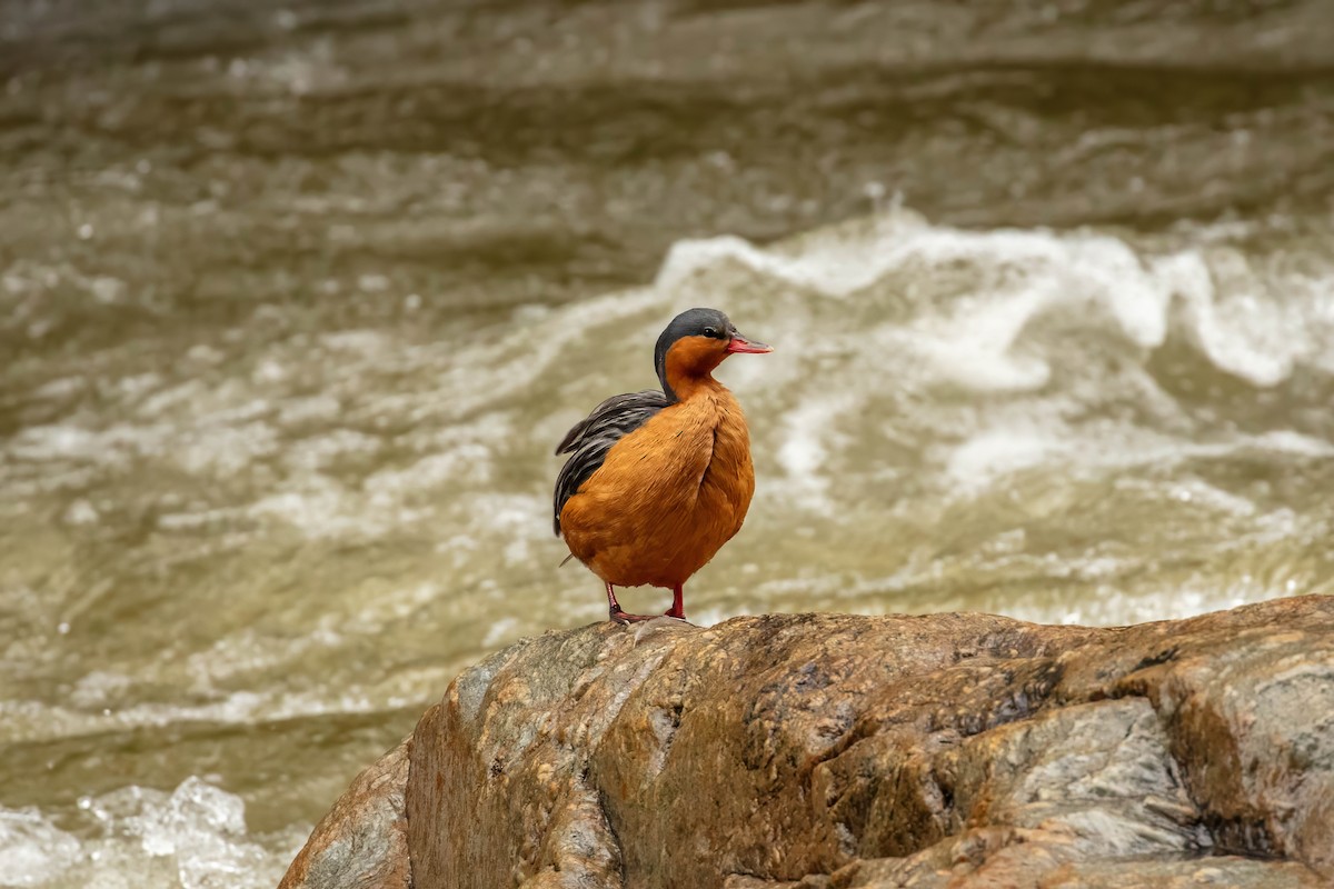 Torrent Duck - ML642686985