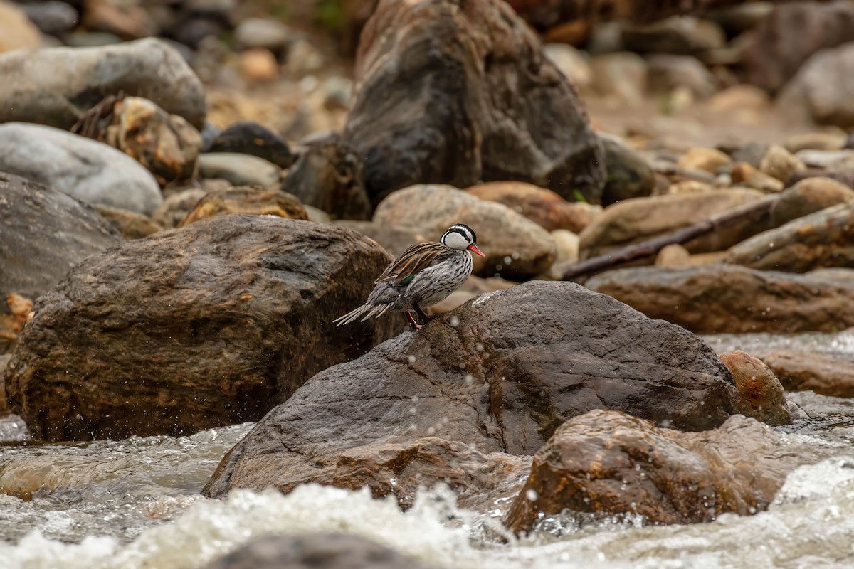 Torrent Duck - ML642686986