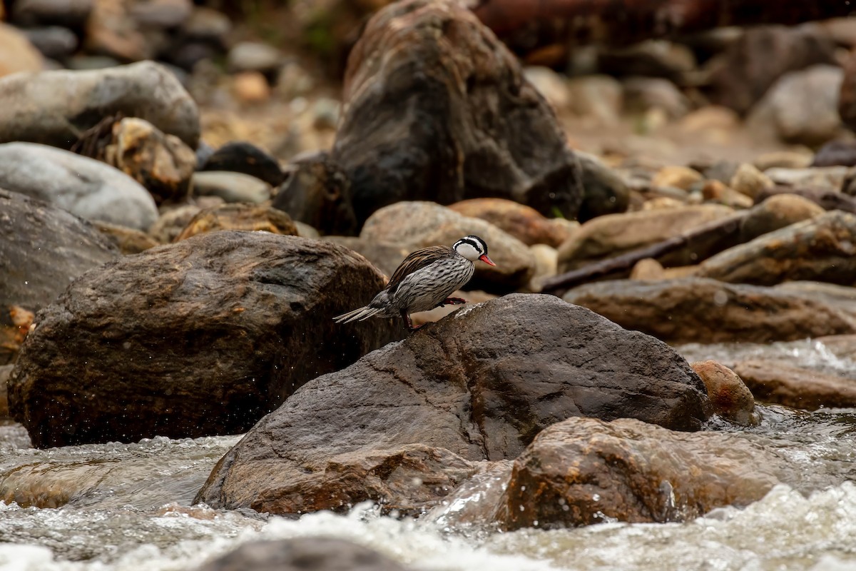 Torrent Duck - ML642686987