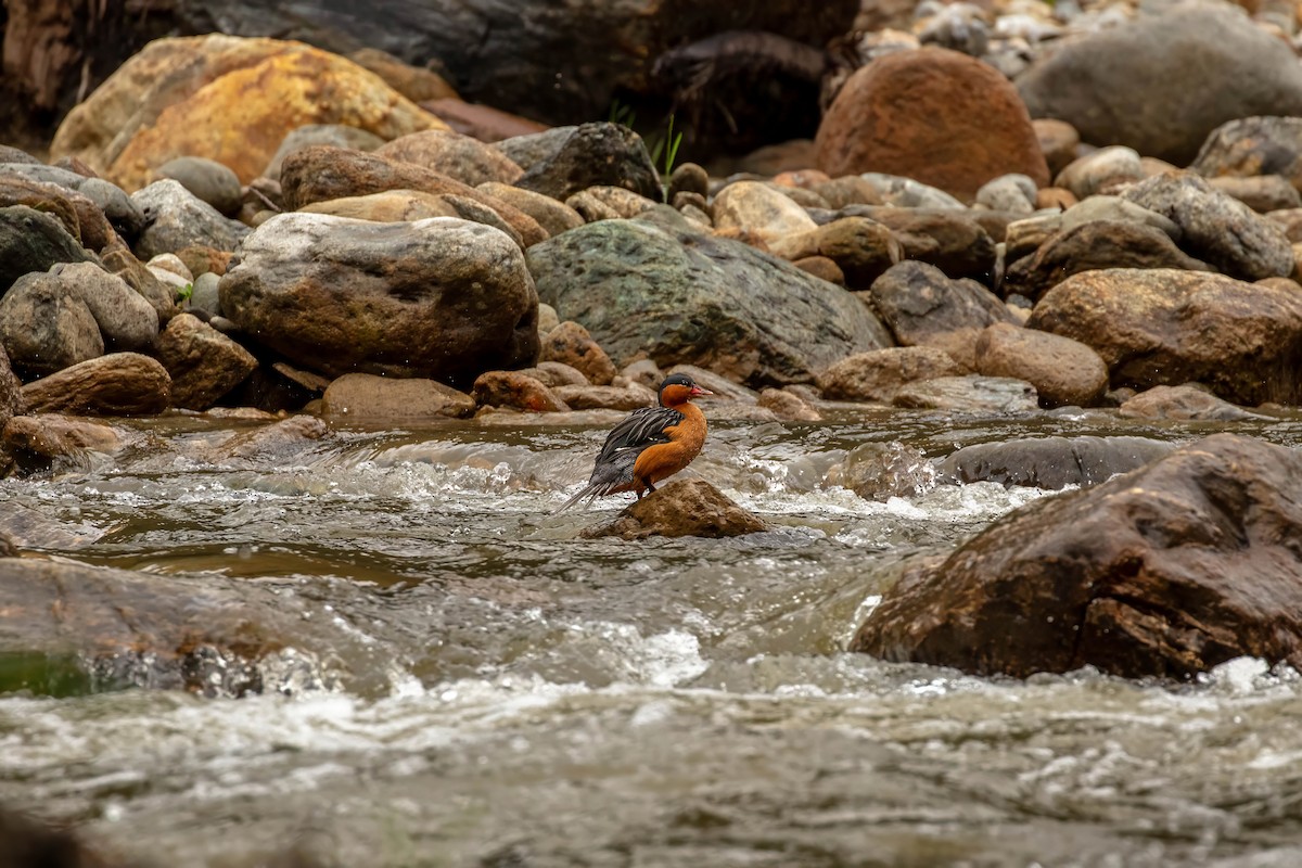 Torrent Duck - ML642686988